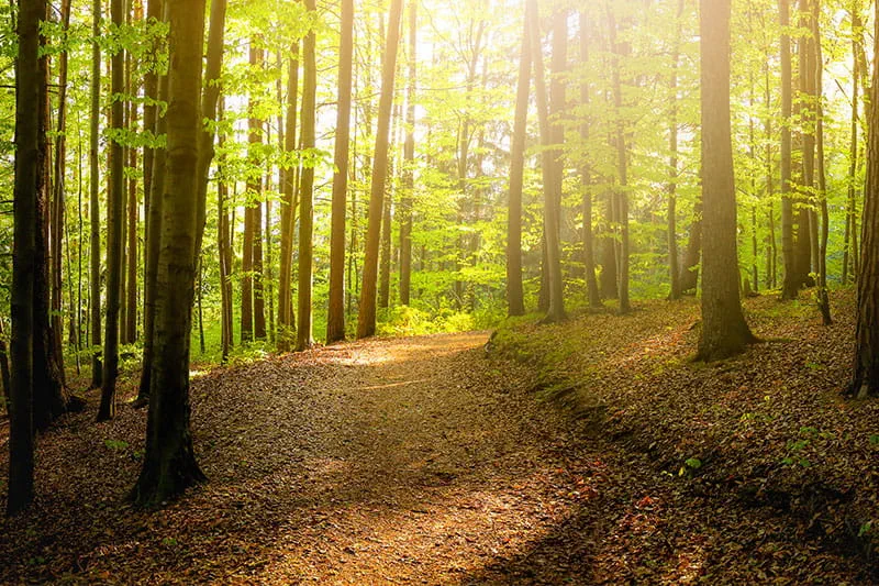 Forêt